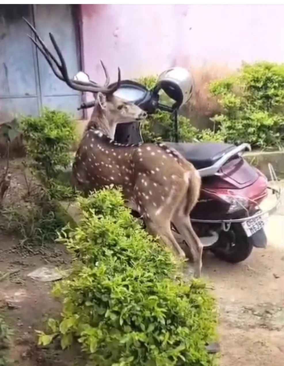 School Deer Video : स्कूल में पहुंचा 1 हिरण, बच्चों ने देखा तो रह गए हैरान