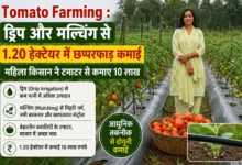 Tomato Farming : ड्रिप और मल्चिंग से 1.20 हेक्टेयर में छप्परफाड़ कमाई, महिला किसान ने टमाटर से कमाए 10 लाख