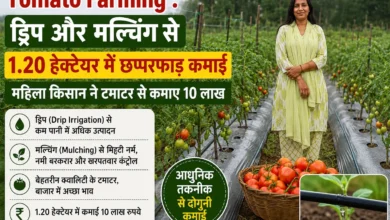 Tomato Farming : ड्रिप और मल्चिंग से 1.20 हेक्टेयर में छप्परफाड़ कमाई, महिला किसान ने टमाटर से कमाए 10 लाख