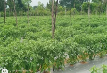Chilli Crop Pest : मौसम की मार से मिर्ची की फसल में कीट प्रकोप, खतरे में किसानों की मेहनत