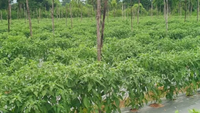 Chilli Crop Pest : मौसम की मार से मिर्ची की फसल में कीट प्रकोप, खतरे में किसानों की मेहनत
