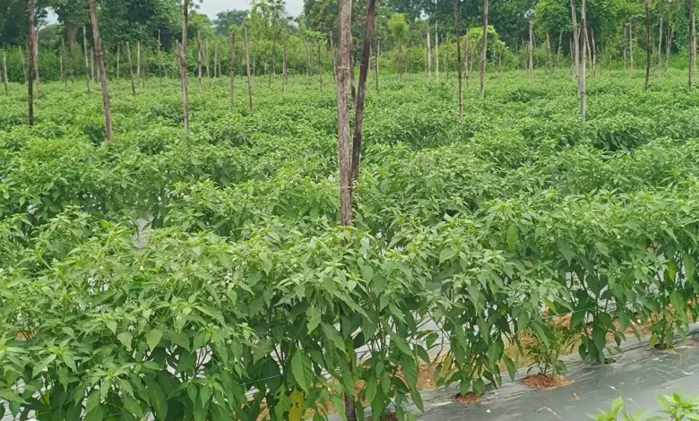 Chilli Crop Pest : मौसम की मार से मिर्ची की फसल में कीट प्रकोप, खतरे में किसानों की मेहनत