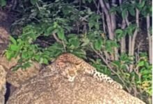 Dongargarh Leopard : रात में प्रज्ञागिरी पर घूमता दिखा तेंदुआ, वीडियो वायरल; दहशत में लोग