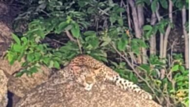 Dongargarh Leopard : रात में प्रज्ञागिरी पर घूमता दिखा तेंदुआ, वीडियो वायरल; दहशत में लोग