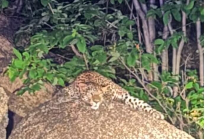 Dongargarh Leopard : रात में प्रज्ञागिरी पर घूमता दिखा तेंदुआ, वीडियो वायरल; दहशत में लोग