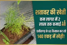 Satavar Ki Kheti : कम लागत में 2 लाख तक कमाई, छत्तीसगढ़ के 65 किसान कर रहे 140 एकड़ में खेती