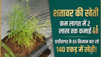 Satavar Ki Kheti : कम लागत में 2 लाख तक कमाई, छत्तीसगढ़ के 65 किसान कर रहे 140 एकड़ में खेती