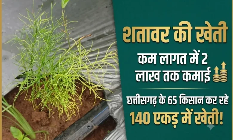 Satavar Ki Kheti : कम लागत में 2 लाख तक कमाई, छत्तीसगढ़ के 65 किसान कर रहे 140 एकड़ में खेती