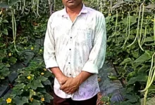 Barbatty Farming Success Story Raigarh : बरबटी-खीरा की खेती से 2.70 लाख का शुद्ध मुनाफा, ये तरीका आया काम