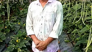 Barbatty Farming Success Story Raigarh : बरबटी-खीरा की खेती से 2.70 लाख का शुद्ध मुनाफा, ये तरीका आया काम