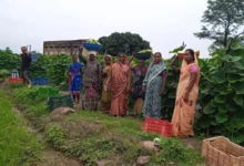 Women Farmer Success Story : 35 महिलाओं ने उगाईं 600 क्विंटल सब्जियां, 6 लाख की कमाई
