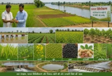Mahanadi River Horticulture Farming : नदी किनारे के 152 गांवों में बदलेगा खेती का गणित, धान के साथ बढ़ेंगे आय के नए विकल्प