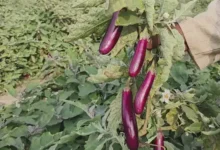Grfted Tomato Brinjal Farming : रायगढ़ में बंजर जमीन पर लहलहाई ग्राफ्टेड बैंगन व टमाटर, किसान ने कमाए 4.25 लाख