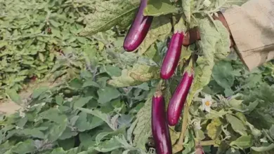 Grfted Tomato Brinjal Farming : रायगढ़ में बंजर जमीन पर लहलहाई ग्राफ्टेड बैंगन व टमाटर, किसान ने कमाए 4.25 लाख