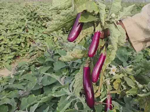 Grfted Tomato Brinjal Farming : रायगढ़ में बंजर जमीन पर लहलहाई ग्राफ्टेड बैंगन व टमाटर, किसान ने कमाए 4.25 लाख