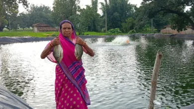 Fisheries Subsidy Chhattisgarh : मछली पालन शुरू करना है तो ये योजना जानें, 60% खर्च सरकार देगी