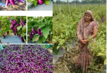 Baigan Ki Kheti Chhattisgarh : 3 एकड़ से शुरू की बैगन की खेती, 10 एकड़ में पहुंचा रकबा, अब सालाना 7 लाख की कमाई