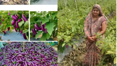 Baigan Ki Kheti Chhattisgarh : 3 एकड़ से शुरू की बैगन की खेती, 10 एकड़ में पहुंचा रकबा, अब सालाना 7 लाख की कमाई
