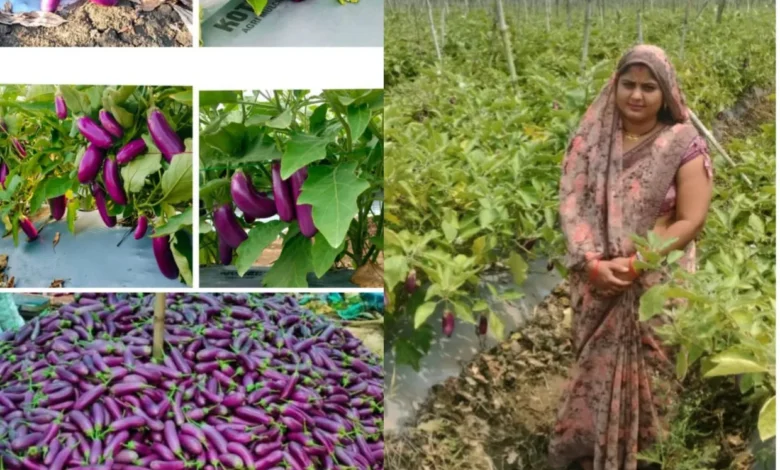 Baigan Ki Kheti Chhattisgarh : 3 एकड़ से शुरू की बैगन की खेती, 10 एकड़ में पहुंचा रकबा, अब सालाना 7 लाख की कमाई