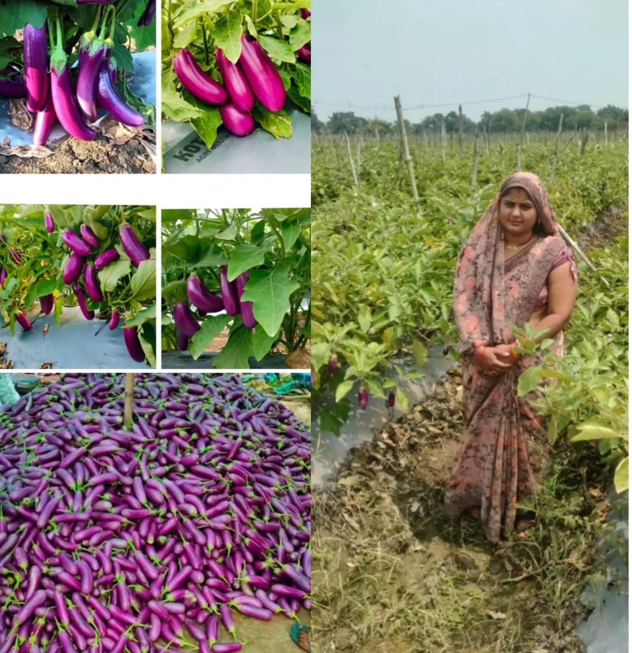 Baigan Ki Kheti Chhattisgarh : 3 एकड़ से शुरू की बैगन की खेती, 10 एकड़ में पहुंचा रकबा, अब सालाना 7 लाख की कमाई