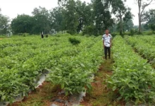 Grafted Brinjal Farming : 1 एकड़ में 23 टन बैंगन का उत्पादन, युवा किसान ने कमाए 2.65 लाख रुपए