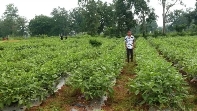 Grafted Brinjal Farming : 1 एकड़ में 23 टन बैंगन का उत्पादन, युवा किसान ने कमाए 2.65 लाख रुपए