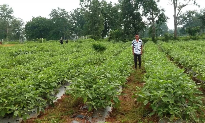 Grafted Brinjal Farming : 1 एकड़ में 23 टन बैंगन का उत्पादन, युवा किसान ने कमाए 2.65 लाख रुपए