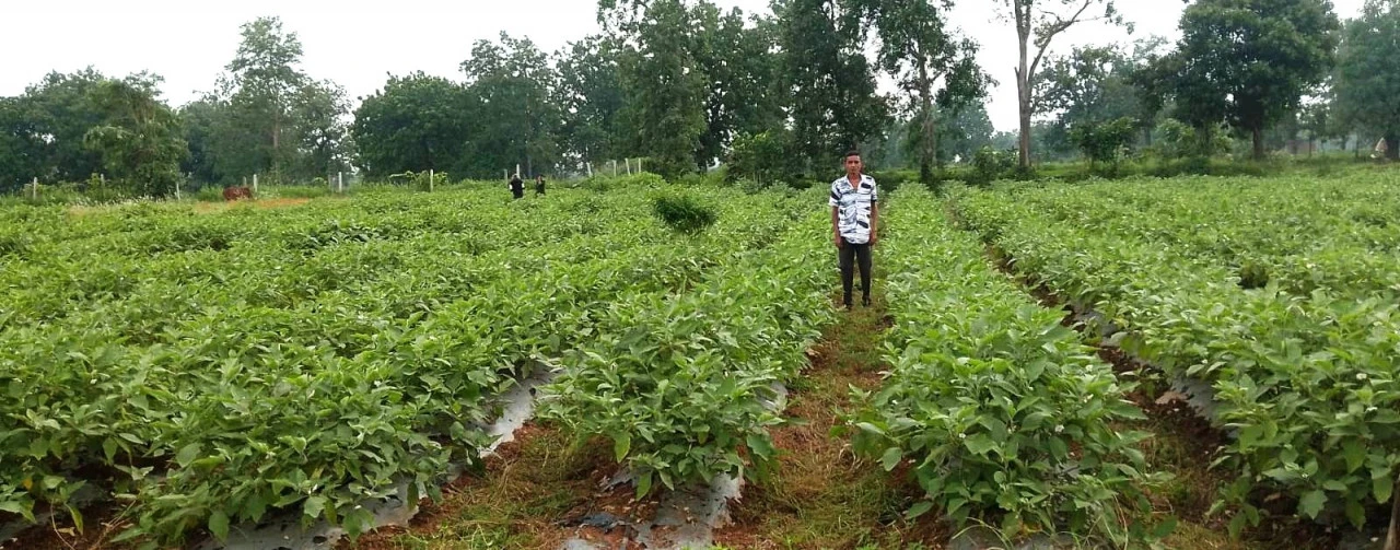 Grafted Brinjal Farming : 1 एकड़ में 23 टन बैंगन का उत्पादन, युवा किसान ने कमाए 2.65 लाख रुपए