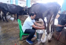 Raigarh Dairy Farm : 1,200 रुपये से शुरू किया कारोबार, 117 पशुओं तक पहुंचा फार्म; दूध से बढ़ी कमाई, 16 लोगों को रोजगार