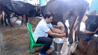 Raigarh Dairy Farm : 1,200 रुपये से शुरू किया कारोबार, 117 पशुओं तक पहुंचा फार्म; दूध से बढ़ी कमाई, 16 लोगों को रोजगार