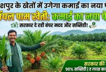 Jashpur Oil Palm Farming : जशपुर के खेतों में उगेगा कमाई का नया पेड़, ऑयल पाम पर सरकार दे रही कई तरह की मदद