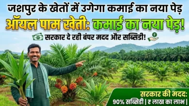 Jashpur Oil Palm Farming : जशपुर के खेतों में उगेगा कमाई का नया पेड़, ऑयल पाम पर सरकार दे रही कई तरह की मदद