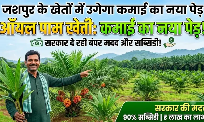 Jashpur Oil Palm Farming : जशपुर के खेतों में उगेगा कमाई का नया पेड़, ऑयल पाम पर सरकार दे रही कई तरह की मदद