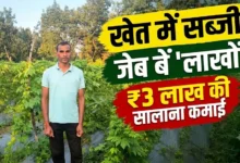 Narayanpur Horticulture Farming : योजना का लाभ लेकर किसान ने बदली खेती, सब्जियों से सालाना 3 लाख रुपये तक कमाई ड्रिप