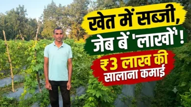 Narayanpur Horticulture Farming : योजना का लाभ लेकर किसान ने बदली खेती, सब्जियों से सालाना 3 लाख रुपये तक कमाई ड्रिप