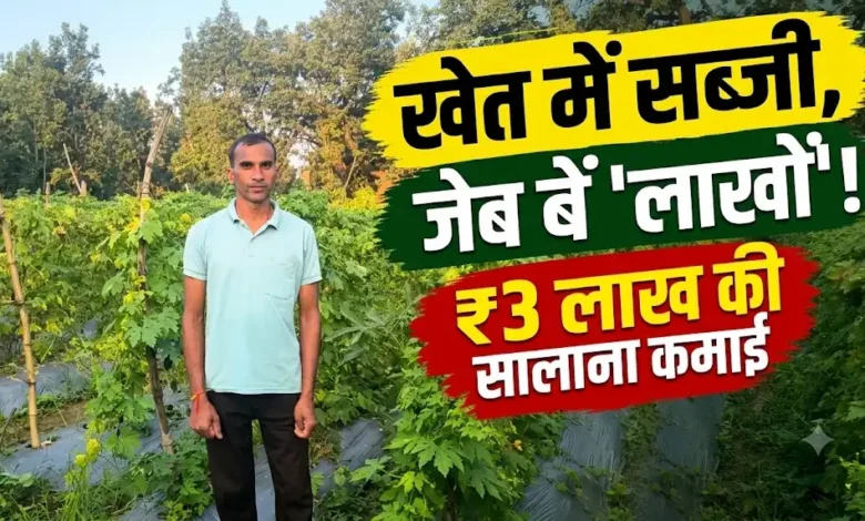 Narayanpur Horticulture Farming : योजना का लाभ लेकर किसान ने बदली खेती, सब्जियों से सालाना 3 लाख रुपये तक कमाई ड्रिप