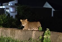 Dongargarh Leopard : पुल पर आराम फरमाता दिखा तेंदुआ