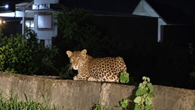 Dongargarh Leopard : पुल पर आराम फरमाता दिखा तेंदुआ
