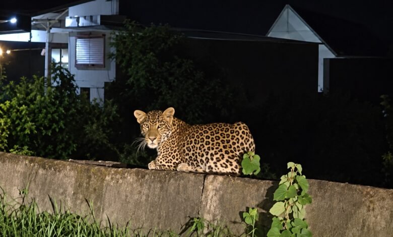 Dongargarh Leopard : पुल पर आराम फरमाता दिखा तेंदुआ