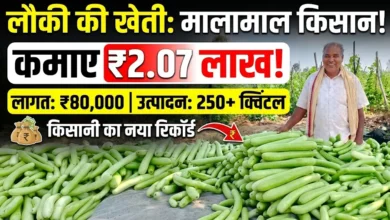 Bottle Gourd Farming : लौकी की खेती से किसान ने कमाए 2.07 लाख, 80 हजार की लागत में 250 क्विंटल से ज्यादा उत्पादन