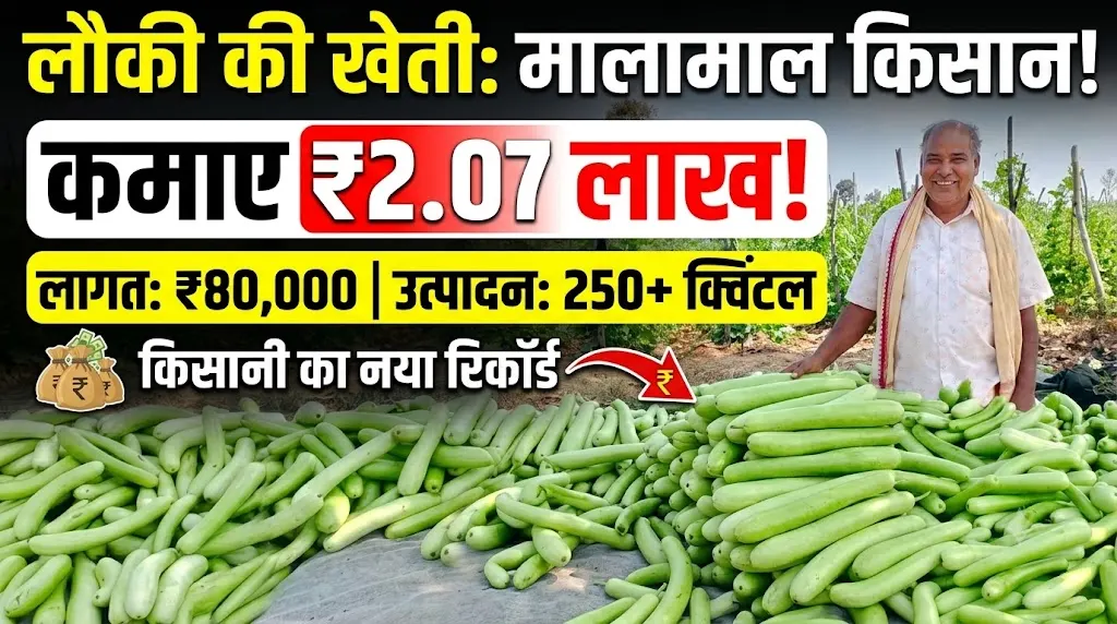 Bottle Gourd Farming : लौकी की खेती से किसान ने कमाए 2.07 लाख, 80 हजार की लागत में 250 क्विंटल से ज्यादा उत्पादन