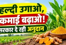 Haldi Ki Kheti Chhattisgarh : हल्दी लगाओ और अपनी कमाई बढ़ाओ, विष्णु सरकार दे रही किसानों को अनुदान