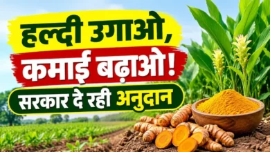 Haldi Ki Kheti Chhattisgarh : हल्दी लगाओ और अपनी कमाई बढ़ाओ, विष्णु सरकार दे रही किसानों को अनुदान