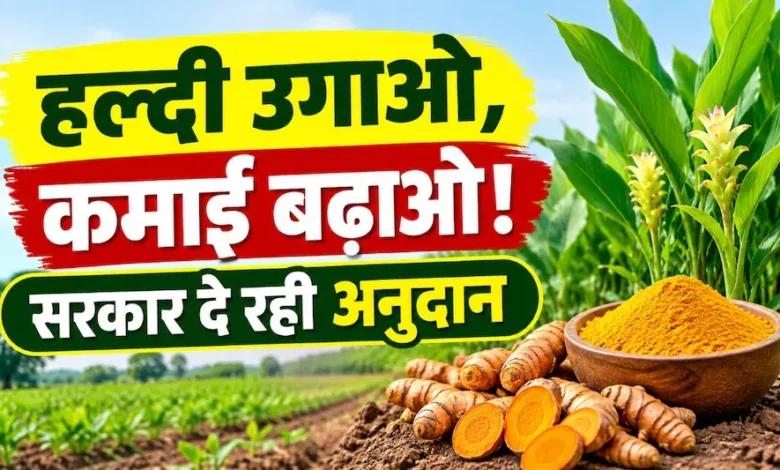 Haldi Ki Kheti Chhattisgarh : हल्दी लगाओ और अपनी कमाई बढ़ाओ, विष्णु सरकार दे रही किसानों को अनुदान