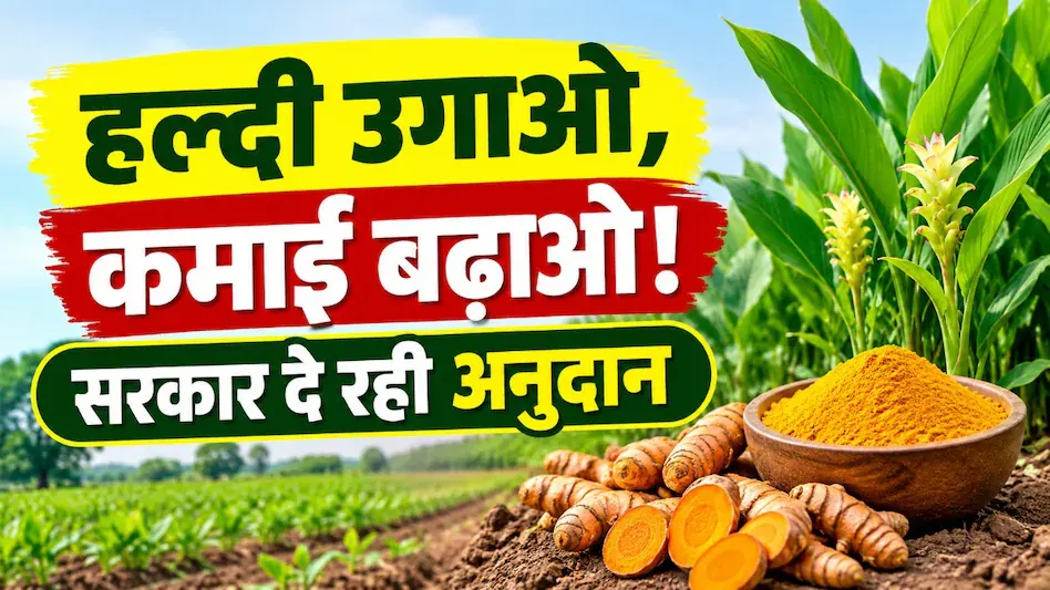 Haldi Ki Kheti Chhattisgarh : हल्दी लगाओ और अपनी कमाई बढ़ाओ, विष्णु सरकार दे रही किसानों को अनुदान