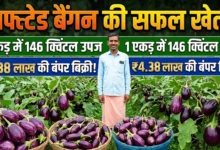 Grafted Brinjal Farming : किसान ने अपनाई ग्राफ्टेड बैंगन की खेती, एक एकड़ में 146 क्विंटल उपज और 4.38 लाख की बिक्री