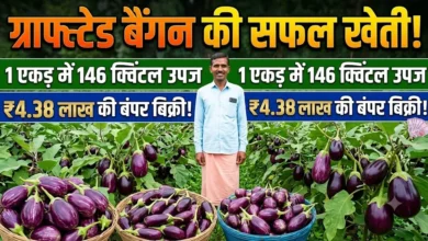 Grafted Brinjal Farming : किसान ने अपनाई ग्राफ्टेड बैंगन की खेती, एक एकड़ में 146 क्विंटल उपज और 4.38 लाख की बिक्री