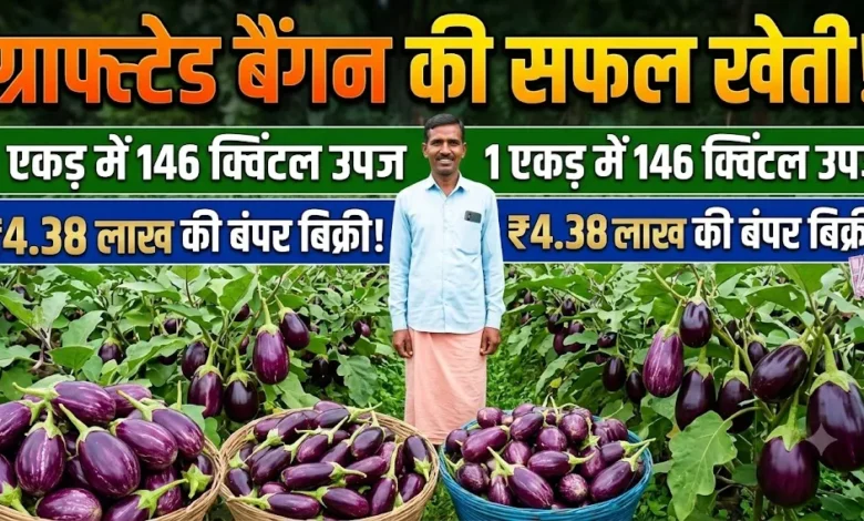 Grafted Brinjal Farming : किसान ने अपनाई ग्राफ्टेड बैंगन की खेती, एक एकड़ में 146 क्विंटल उपज और 4.38 लाख की बिक्री