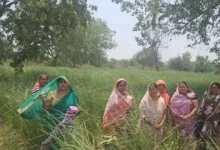 Khass Farming : धान से हटकर खस की खेती, महिलाओं ने कमाए 1.12 लाख रुपए