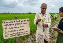 Dhan Me Rog : मौसम बदलते ही धान में बढ़ा रोग का खतरा, किसान तुरंत करें ये उपाय